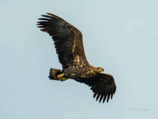 Vögel 0207050